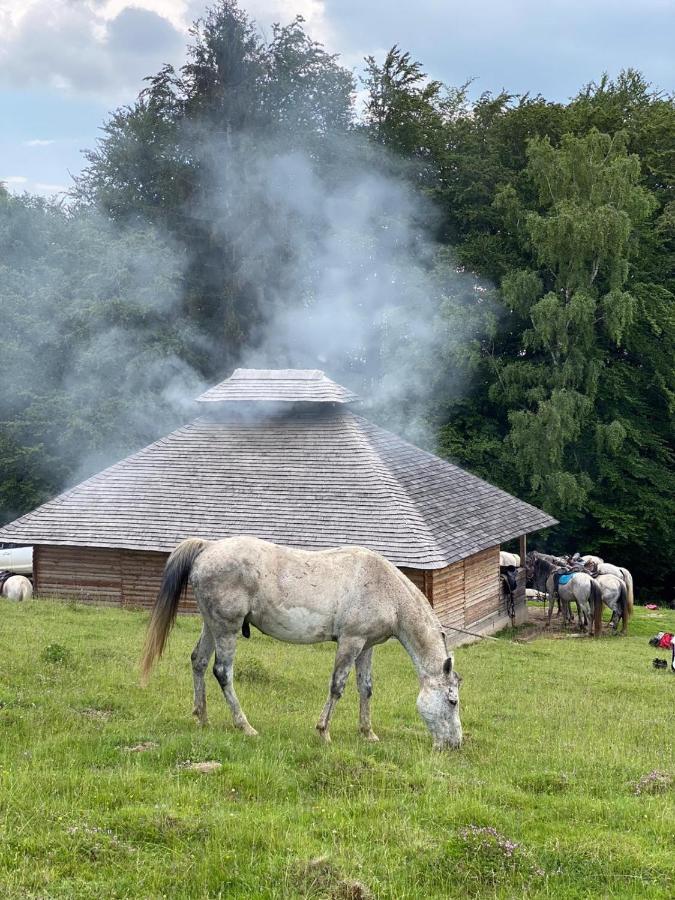 Pensiune Maria Rucăr Dış mekan fotoğraf