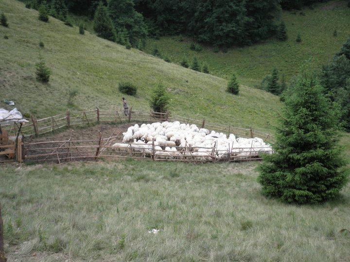 Pensiune Maria Rucăr Dış mekan fotoğraf